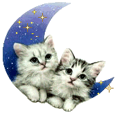 Dwa koty na dobranoc